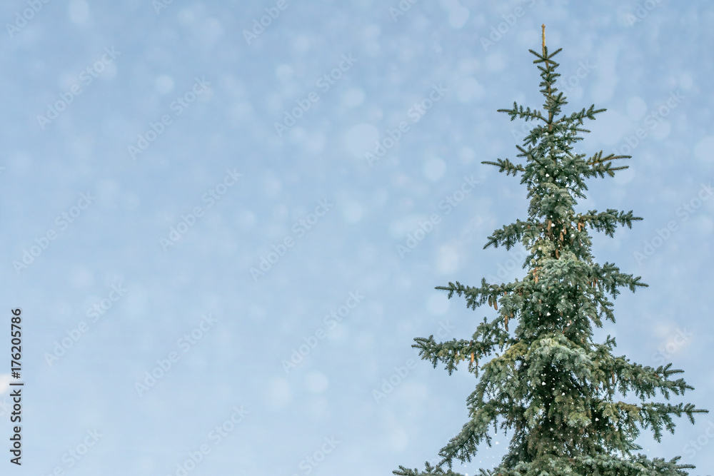 Frozen winter forest with snow covered trees. Frozen winter forest with snow covered trees.