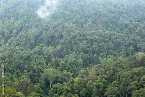 Landscape of dense tropical rainforest at Khao Yai national park, Forest landscape of Thailand