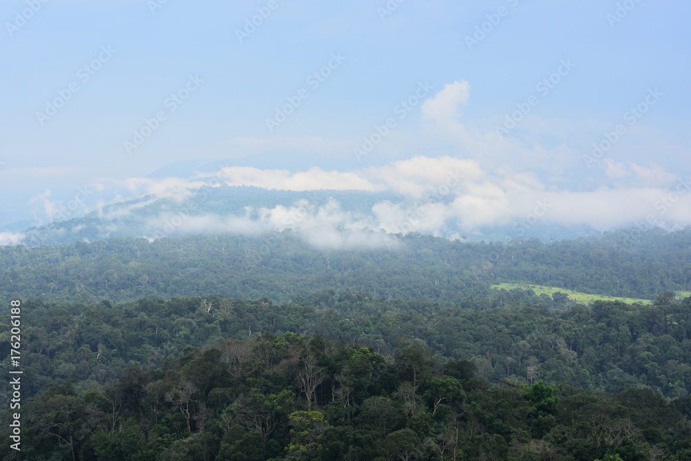 Landscape of dense tropical rainforest at Khao Yai national park, Forest landscape of Thailand
