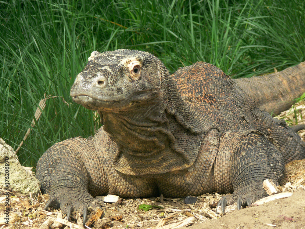 Obraz premium Komodo varanus portrait - close