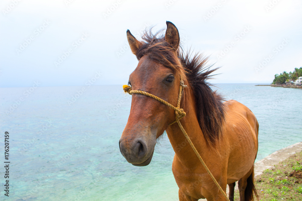 Red horse and blue sea view. Travel photo. Horse head portrait. Lovely farm animal. Red horse and blue sea view. Travel photo. Horse head portrait. Lovely farm animal.