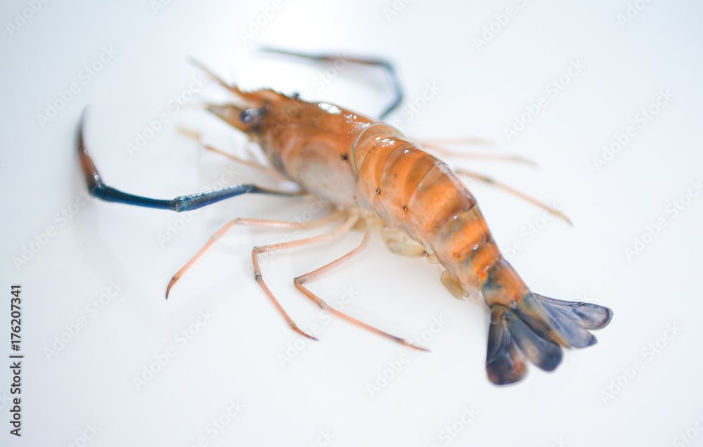 Fresh prawn newly bought from fresh market ready to be cooked Fresh prawn newly bought from fresh market ready to be cooked
