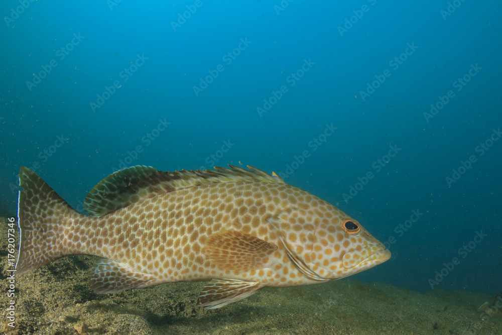 Obraz premium Areolate Grouper fish