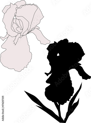 Fototapeta Naklejka Na Ścianę i Meble -  iris two silhouettes isolated on white