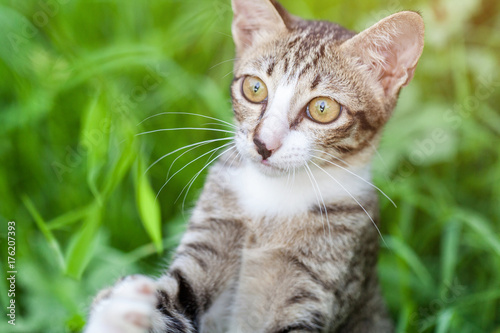 Wallpaper Mural tabby cat in the grass Cat in the grass watching. Torontodigital.ca