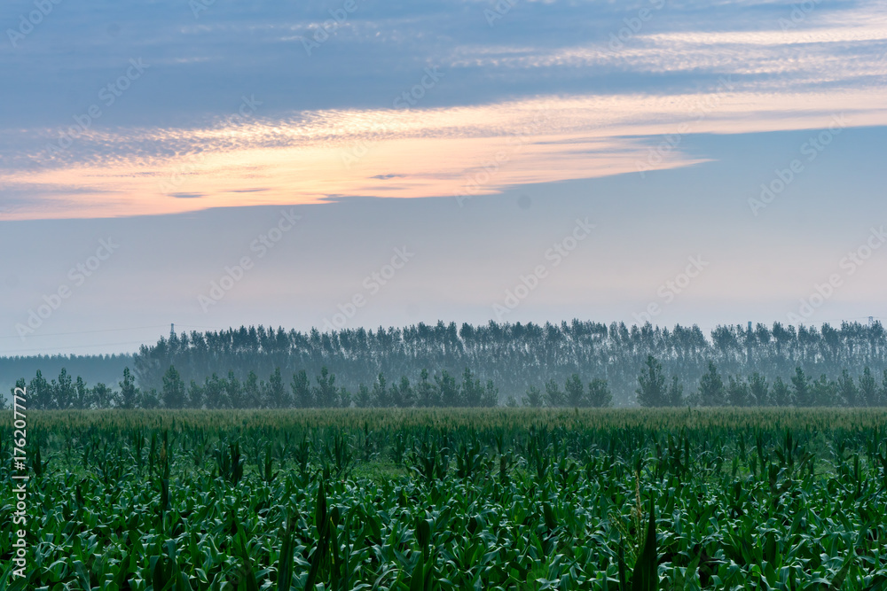 corn