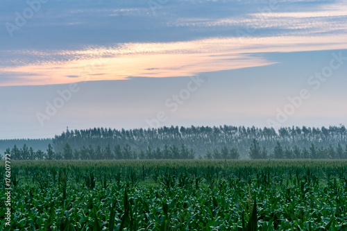 Obraz na płótnie corn w salonie