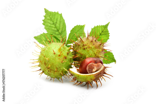 Chestnuts with leaves on white background. An isolated object.