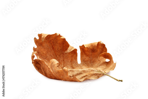 Dry autumn leaf on a white background.