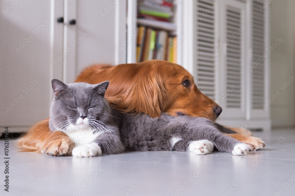 British shorthair cats and Golden Retriever