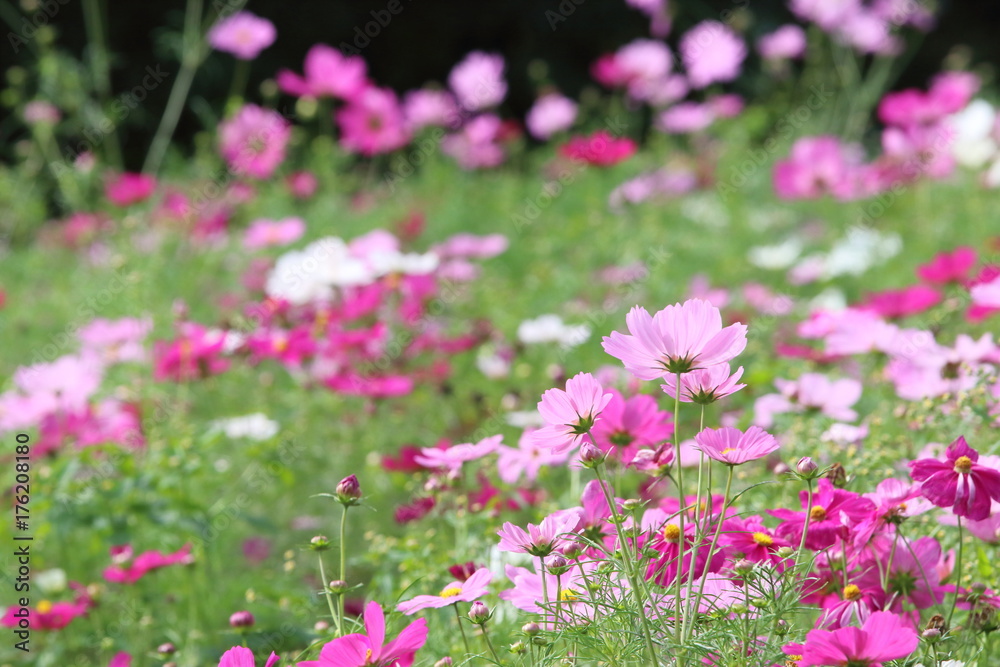 コスモスの花