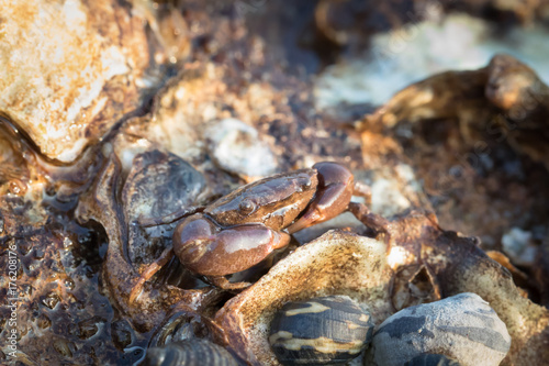Sea Crab