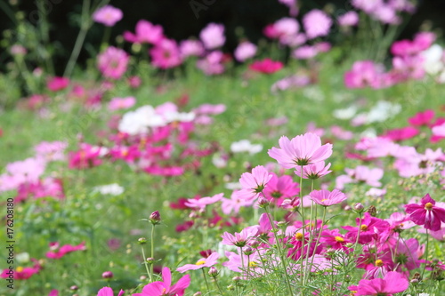 コスモスの花