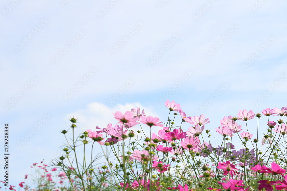 コスモスの花 コスモスの花