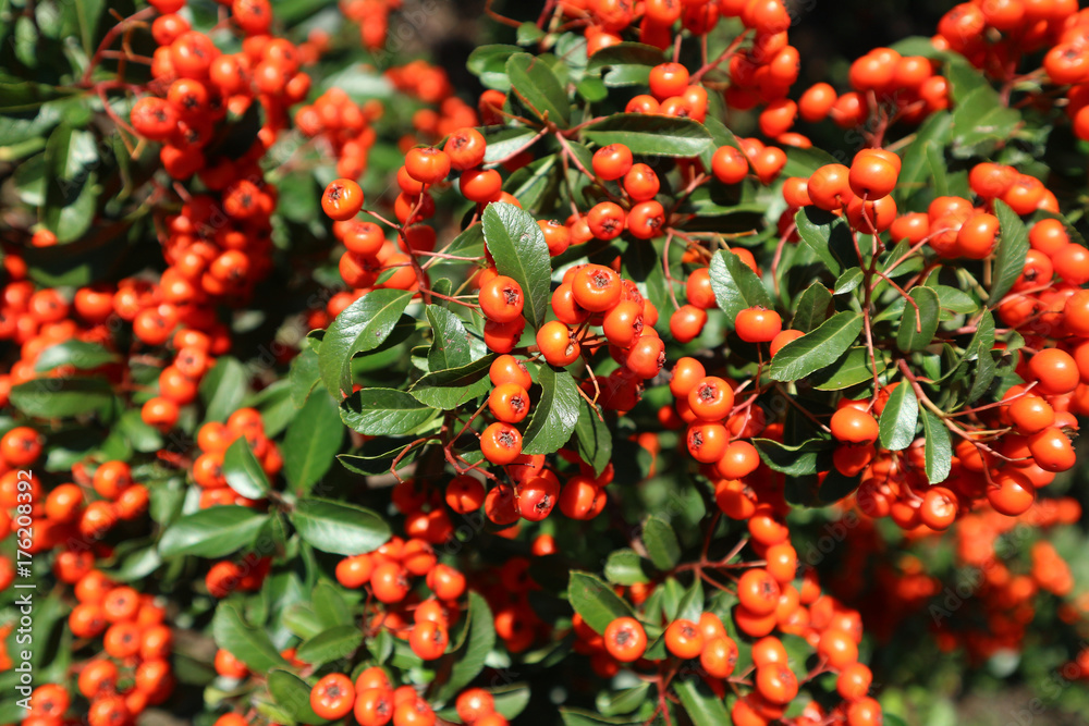 Formosa firethorn 'Lowboy' showy reddish-orange berries