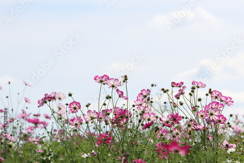 コスモスの花 © darock