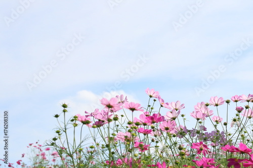 コスモスの花 © darock