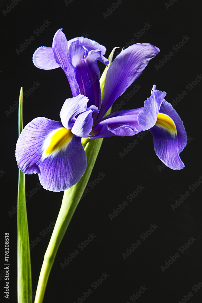 flor iris en fondo negro Stock Photo | Adobe Stock