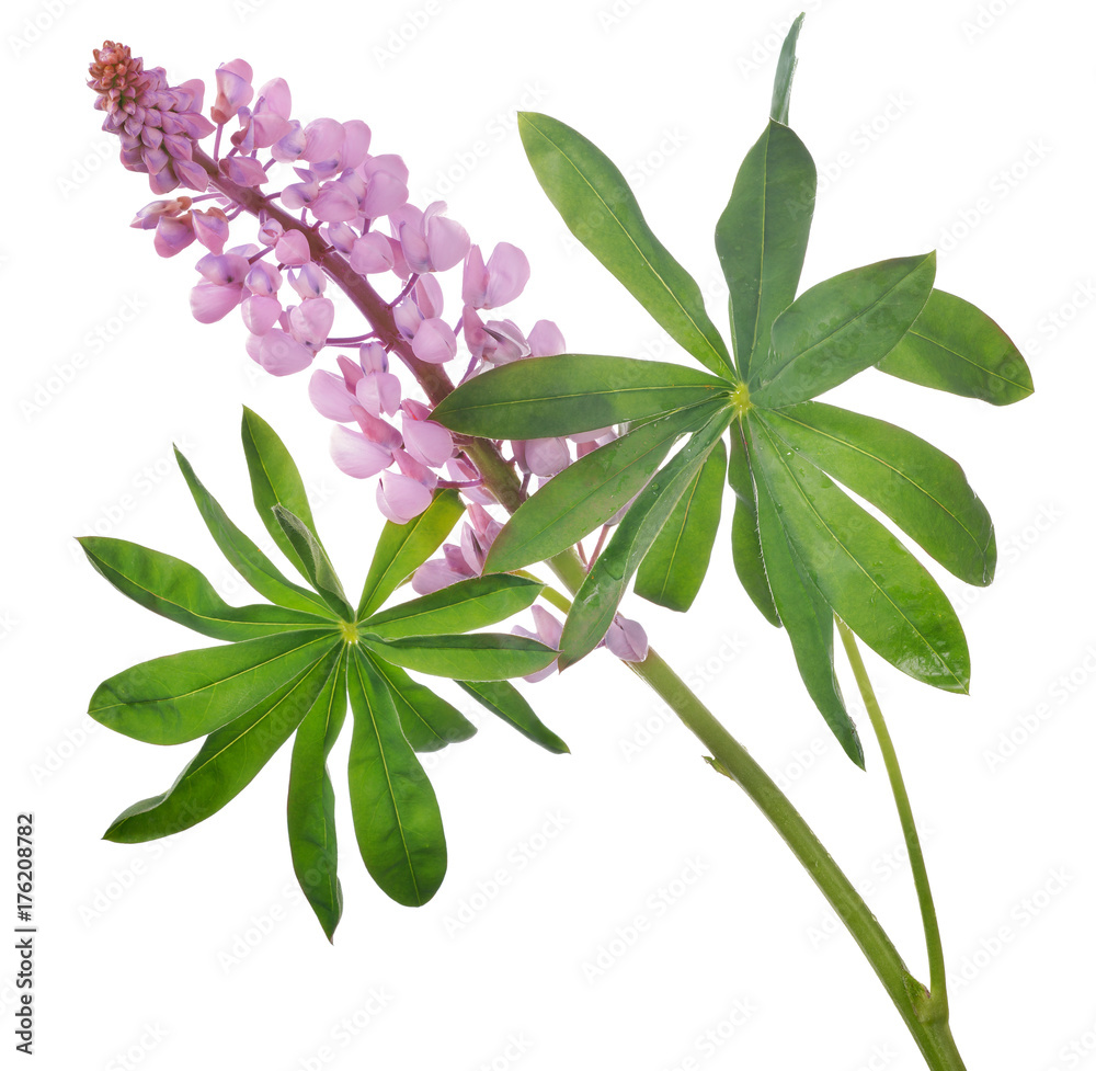 Fototapeta premium pink lupine flower isolated on white