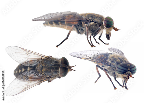 three pale giant horse-flies isolated on white background