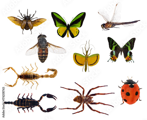 set of ten insects isolated on white © Alexander Potapov