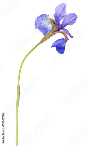 Fototapeta Naklejka Na Ścianę i Meble -  blue iris isolated on white background