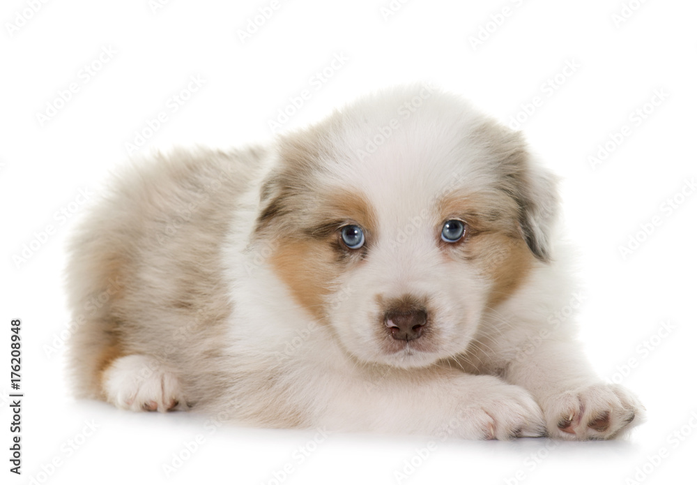 puppy australian shepherd puppy australian shepherd