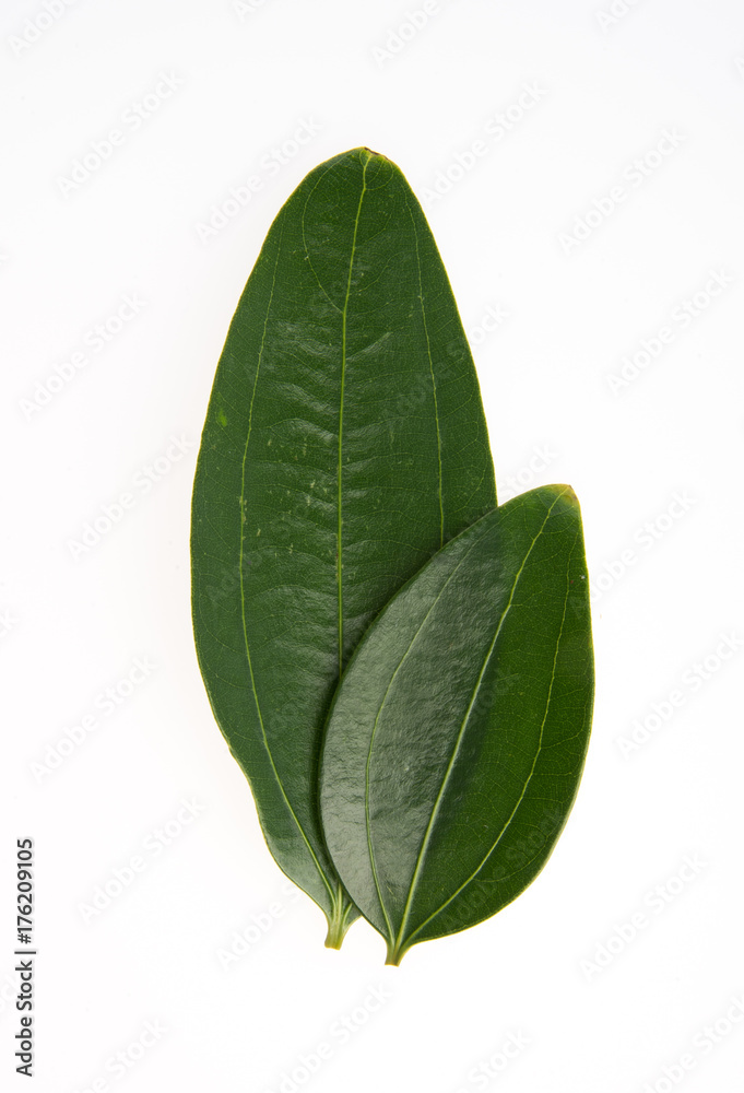 Obraz premium leaf or green leaf on a background.