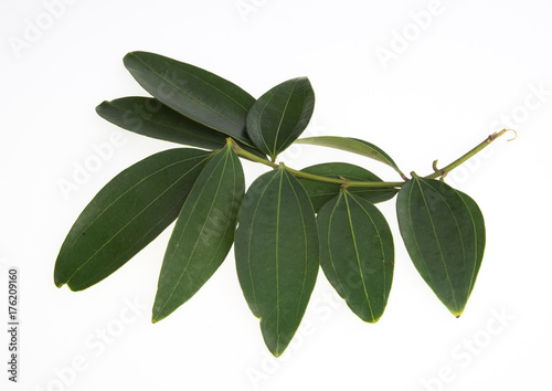 leaf or green leaf on a background.