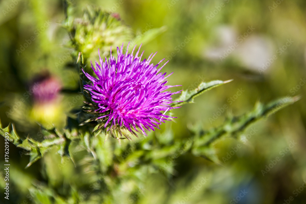flower flower