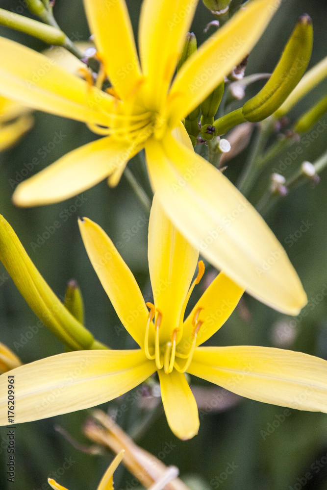 Obraz premium flower