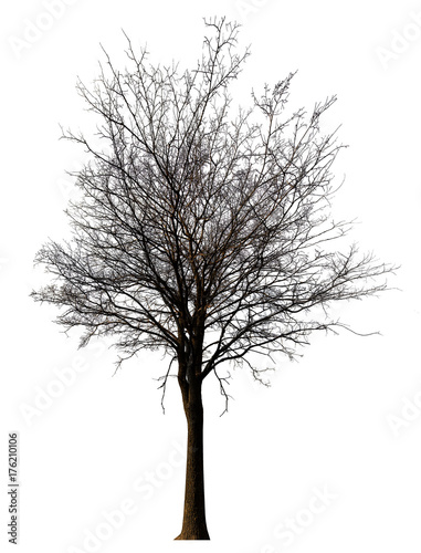 isolated ob white bare black tree
