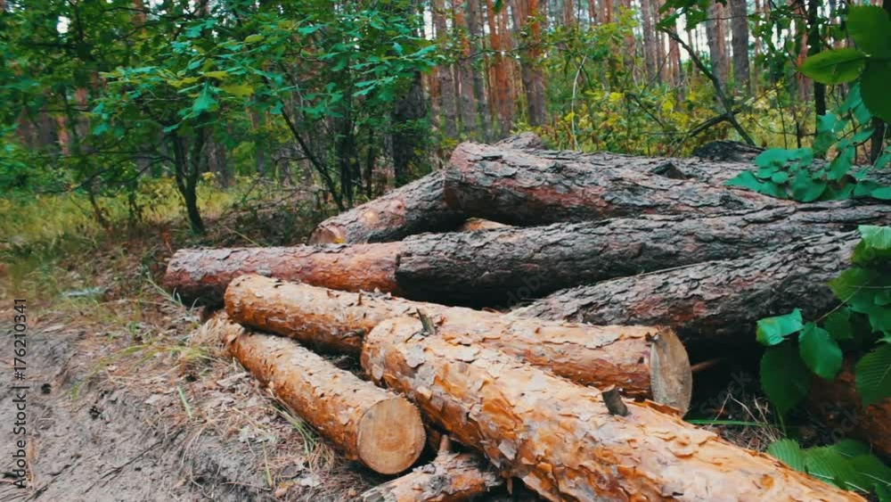 Lot of felled trunks from trees neatly folded Lot of felled trunks from trees neatly folded