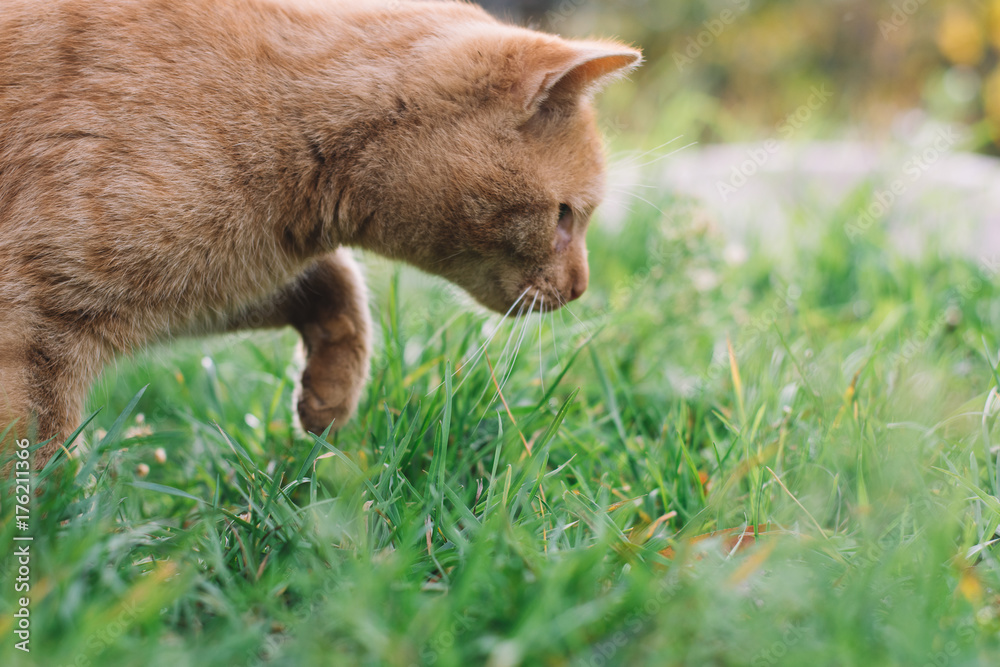 Cat hunting in garden