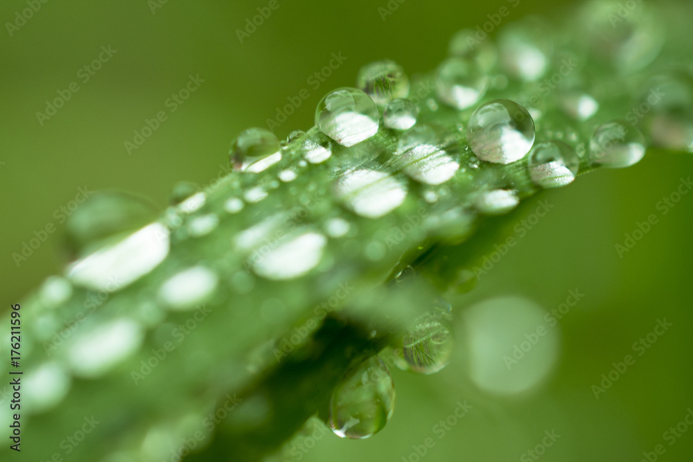 Beautiful green grass with sparkling rain drops like beads Beautiful green grass with sparkling rain drops like beads