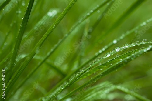 Beautiful green grass with sparkling rain drops