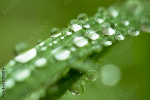 Beautiful green grass with sparkling rain drops like beads