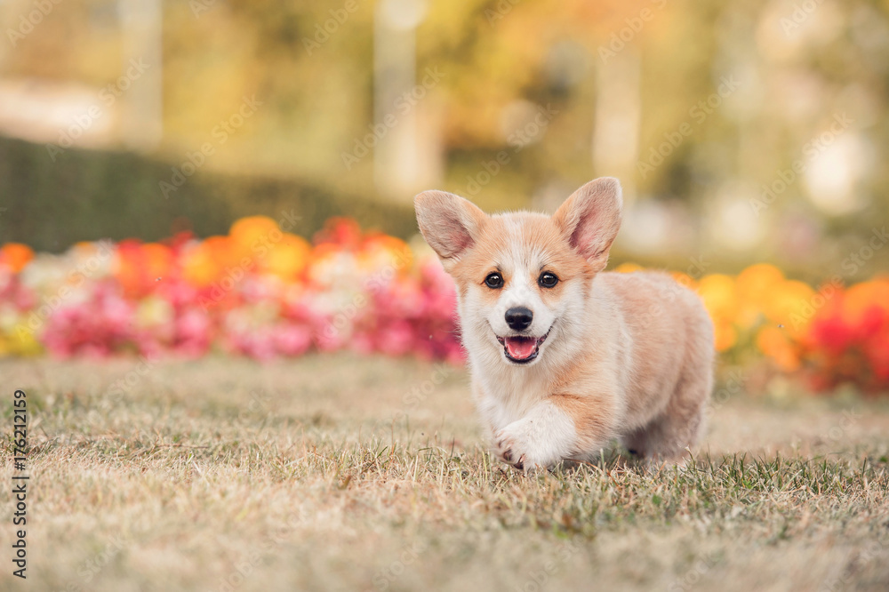 Αυτοκόλλητο Welsh corgi pembroke puppy walking in the garden