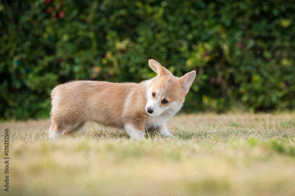 Funny welsh corgi pembroke puppy playing in the yard Funny welsh corgi pembroke puppy playing in the yard