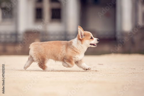 Welsh corgi pembroke puppy running