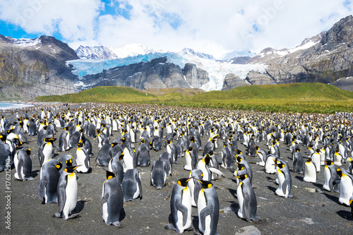 beautiful snow mountains and penguins