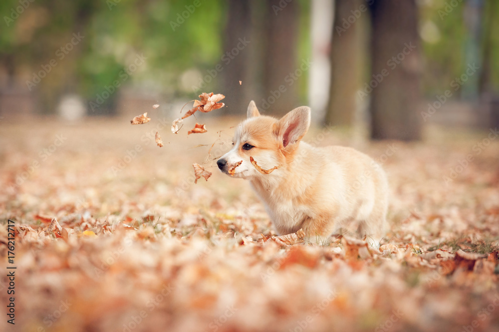 Welsh corgi pembroke puppy playing with leaves in autumn