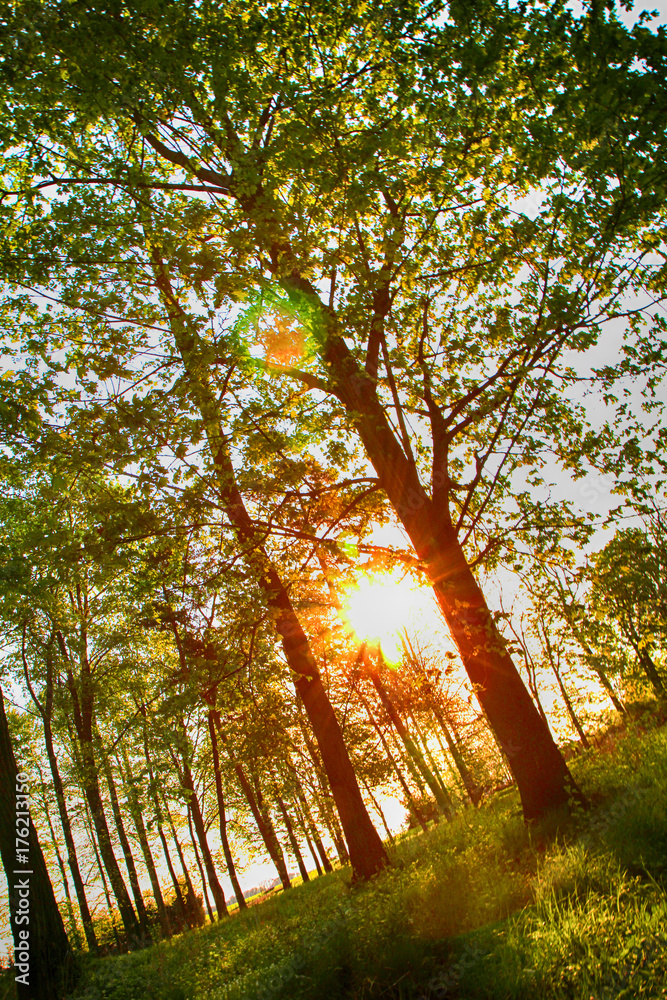 Naklejka premium sunset in the forest