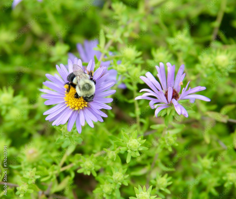 Obraz premium The purple flowers of the garden with the bee on one of the flowers.