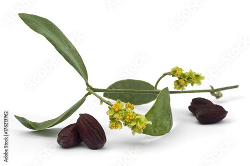 Photography Jojoba (Simmondsia chinensis) flower, leaves and seeds on White background