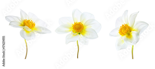 Flowers set of three white dahlias with a yellow core with different  various perspective isolated on white background. Ornamental garden plant flower dahlias close-up macro.