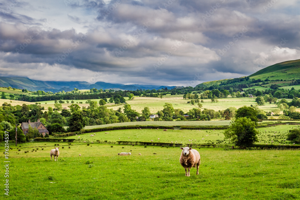 Naklejka premium Sheeps grazing on pasture in District Lake, England