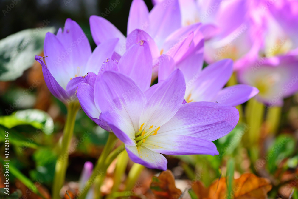 Nice dewy flowers in the autumn (Colchicum autumnale) Nice dewy flowers in the autumn (Colchicum autumnale)