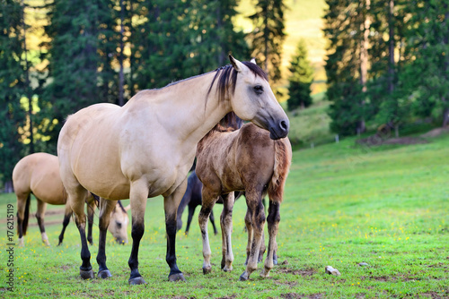 Horses on the meadow in the mountains