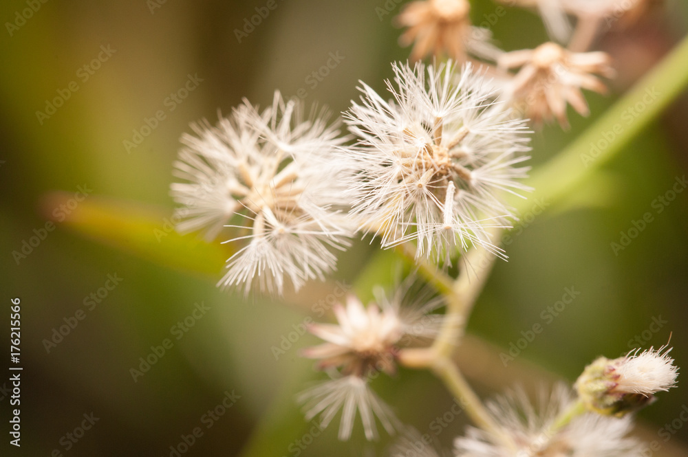 Dandelion at sunset.